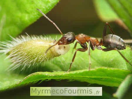 Photographie d'une fourmi ouvrière de l'espèce Formica rufibarbis transportant une graine de centaurée pourvue d'un élaiosome. Le transport et la dispersion des graines par les fourmis est appelé myrmécochorie.
