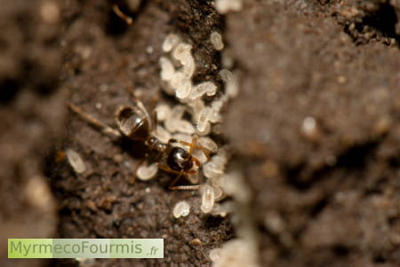 Une fourmi noire de petite taille de l'espèce Lasius neglectus s'occupe de larves dans une fourmilière.