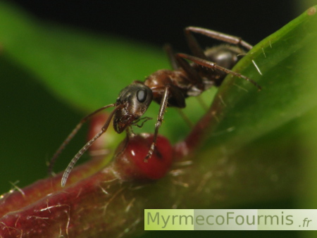 Les fourmis protègent la plante.