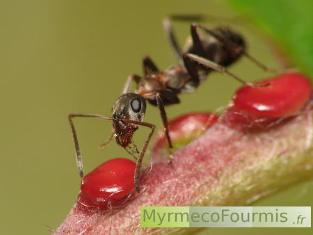 Nectaires extrafloraux rouges de cerisier avec une fourmi Formica rufibarbis.