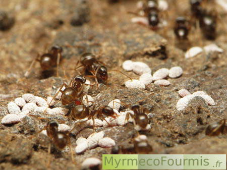 Des cochenilles dans un nid de fourmis.