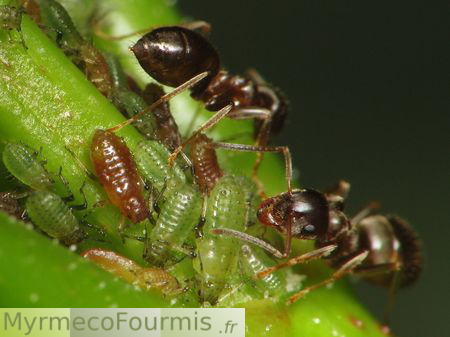 Deux fourmis vues en très gros plan s'occupant de petits pucerons sur une plante d'un jardin.