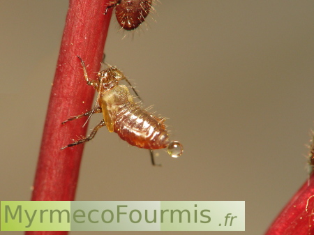Photographie d'un puceron en train d'excréter une goutte de miellat au bout de son abdomen. On voit que le puceron relève son abdomen vers le haut pour que la goutte de miellat sucré soit récupérée par une fourmi.