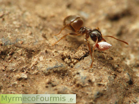 Pseudococcidae, miellat et fourmis du genre Lasius.