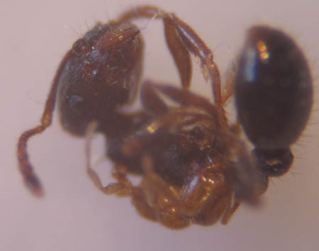 Une fourmi Solenopsis jaune accrochée à une fourmi Tetramorium noire.