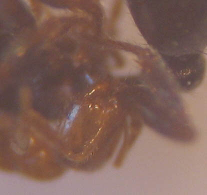 Gros plan sur la tête d'une fourmi jaune morte du genre Solenopsis attachée à la patte d'une fourmi noir des pavées, du genre Tetramorium.