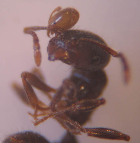 La tête d'une toute petite fourmi jaune de l'espèce Solenopsis fugax attachée par les mandibules à l'antenne d'une fourmi Tetramorium.