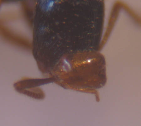La tête coupée d'une fourmi jaune du genre Solenopsis (fourmis voleuses) accrochées par les mandibules aux antennes d'une fourmi du genre Tetramorium.