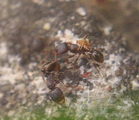 Deux fourmis noires du genre Tetramorium sur un pavé, avec une fourmi jaune accrochée à l'une d'entre elles.