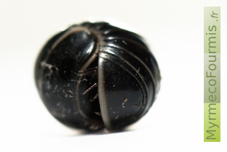 Glomeris noir roulé en boule.