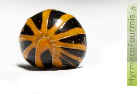 Glomeris annulata, petit mille-pattes orange et noir roulé en boule.