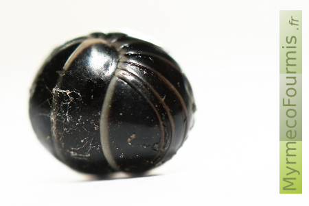 Glomeris marginata, petit mille-pattes noir et blanc brillant roulé en boule.