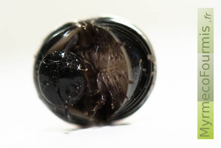 Glomeridae roulé en boule, il s'agit d'un petit mille-pattes noir brillant.
