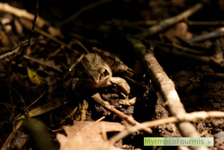 Rana dalmatina, une grenouille agile brune camouflée sur la litière d'une forêt.
