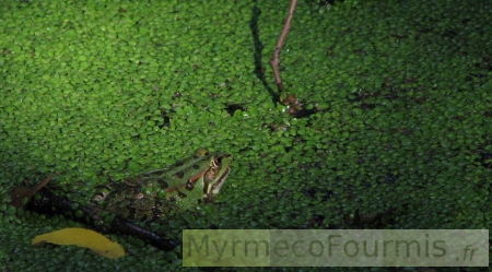 Une grenouille verte du genre Pelophylax dans une mare couverte de lentilles d'eau vertes.