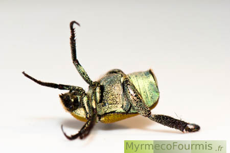 Gros plan sur le ventre d'un coléoptère de la famille des scarabée et de l'espèce Hoplia argentea, ou hoplie argentée. Macrophotographie sur fond blanc.