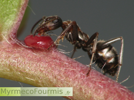 Myrmecophilie: une fourmi du genre Formica inspecte un nectaire extrafloral rouge de cerisier.
