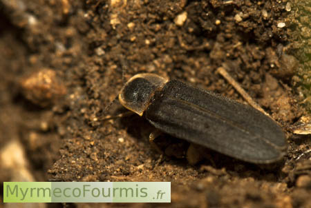 Lampyris noctulica mâle vu de dessus, avec des élytres sombres et un thorax brun clair.