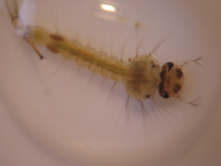 Une larve de moustique vue de près dans une goutte d'eau sur fond blanc.