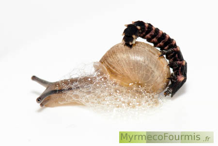Un escargot attaqué par une larve prédatrice de ver luisant fait des bulles pour se protéger.