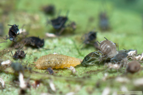 Photo d'une larve de syrphe mangeant un puceron noir sous une feuille de plante.