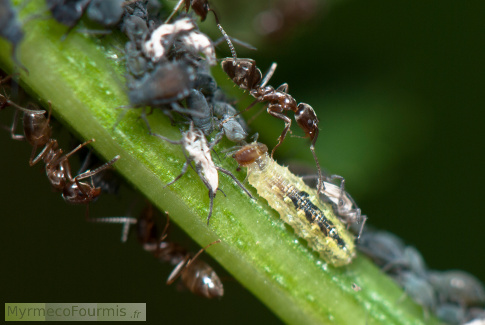 Cette larve de syrphe installée dans une colonie de pucerons passe inaperçue pour les fourmis.