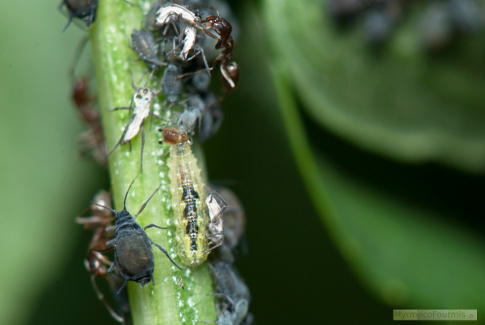Une larve de syrphe mangeant un puceron.