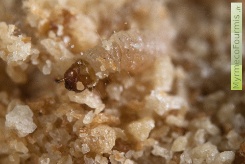 Une photo d'une larve de mite de farine dans un sachet de chapelure.