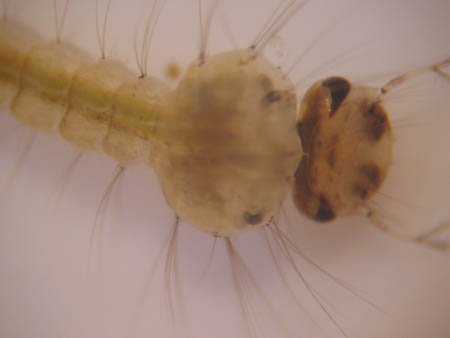 Gros plan sur la tête d'une larve de moustique dans une gouttelette d'eau.