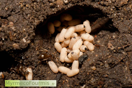 Une fourmi invasive noire Lasius neglectus s'occupe de cocons de fourmis dans sa fourmilière.