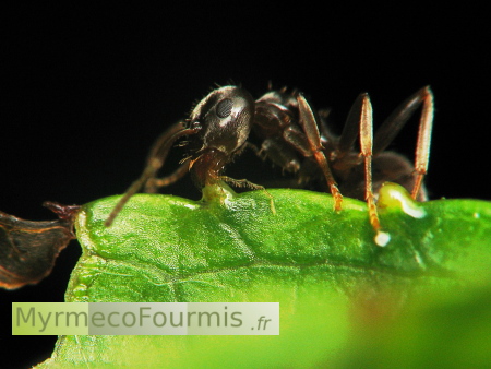 Une fourmi noire des jardins boit le nectar d'un nectaire extrafloral sur une feuille.