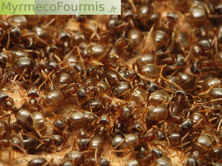 Réveil de fourmis sous une pierre, des dizaines de fourmis du genre Lasius sont regroupées sous une pierre au printemps pour se réchauffer.