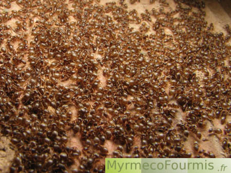 Des fourmis du genre Lasius se réchauffent sous une pierre dans un jardin au printemps.