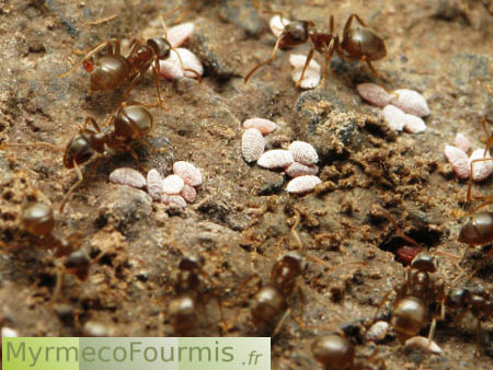 Protection des cochenilles par les fourmis pendant l'hiver.