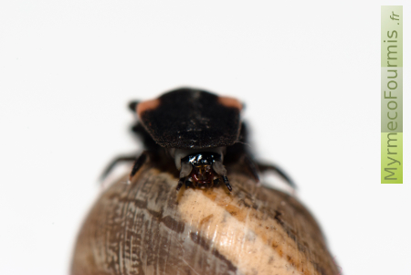 Les "lucioles" sont des coléoptères très proches des vers luisants, capables d'émettre de la lumière.