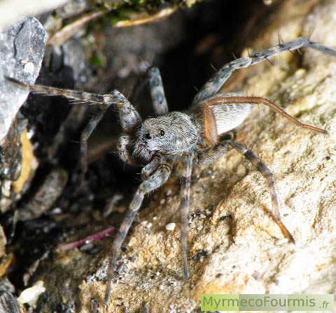 Une araignée loup grise sur des rochers en bord de cours d'eau.