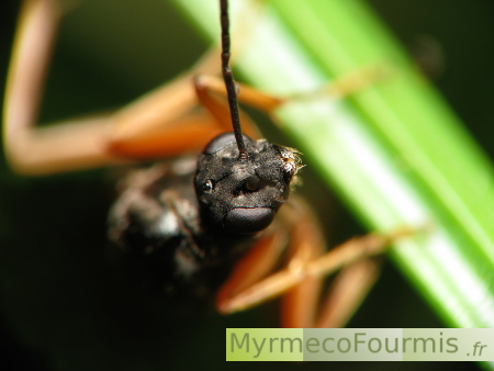 Fourmi ailée mâle de l'espèce Formica rufibarbis, gros plan sur la tête.