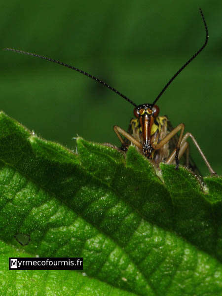 Mouche scorpion (mécoptère) avec un dard de scorpion, vue de face.