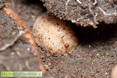 Microdon analis, une larve de mouche parasite de fourmis dans un nid de fourmis. La larve du microdon est blanche et ronde et plate, avec une petite excroissance brune.