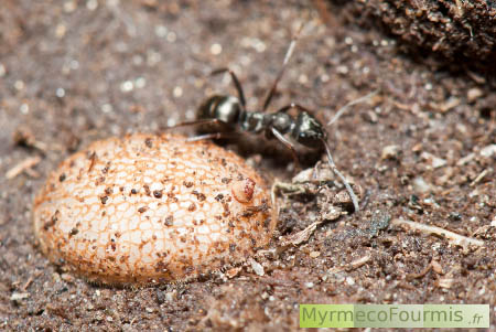 Larve blanche et ronde de Microdon dans un nid de fourmis noires de l'espèce Formica lemani.