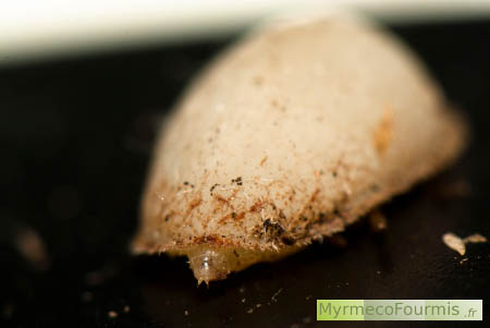 Un microdon vue sur fond noir. Les microdons sont des mouches parasites de fourmis. Leurs larves sont rondes et blanches.