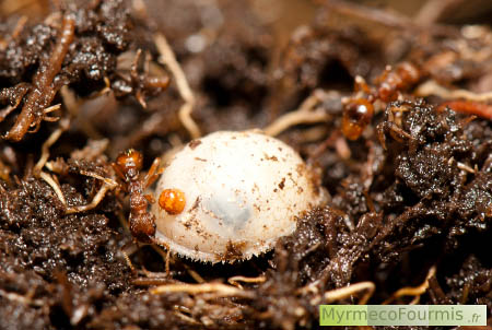 Larve de Microdon myrmicae avec une fourmi hôte du genre Myrmica, dans une tourbière. La larve de microdon et blanche et ronde avec un point orange.