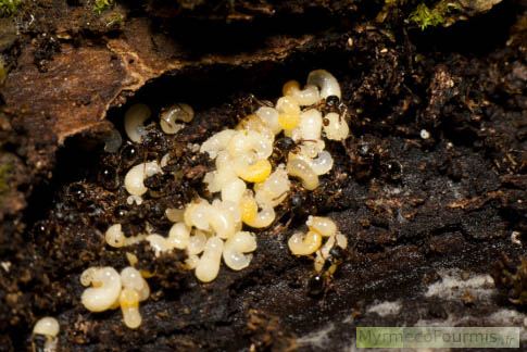 Nid de fourmis noires Myrmecina graminicola avec de nombreuses larves blanches apparentes dans une souche détrempée.