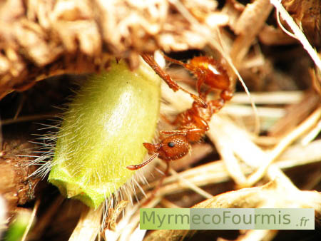 Myrmica sp sur graine d'une plante myrmécochore (centaurée).