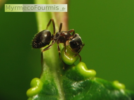 Une fourmi noire sur les nectaires extrafloraux d'une plante.