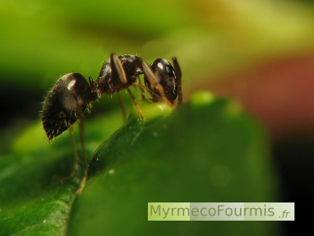 Une fourmi noire sur un arbre myrmécophile (cerisier) qui possède des nectaires extrafloraux à la base des feuilles pour attirer les fourmis.