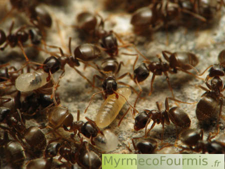 Des fourmis et leur couvain dans une fourmilière pendant l'hiver.