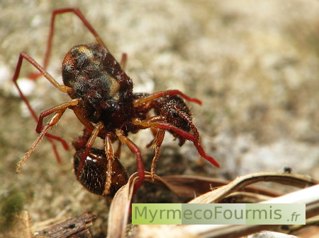Opilion mort de dessication après avoir tuer une reine fourmi du genre Myrmica. Macrophotographie en milieu naturel.
