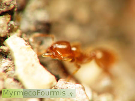 Gros plan sur l'antenne d'une petite fourmi voleuse orange de l'espèce Solenopsis fugax.