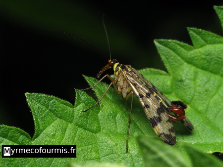 Un panorpe, aussi appelé mécoptère ou mouche-scorpion en raison de ses cerques en forme d'aiguillon de scorpion à l'arrière de son corps.